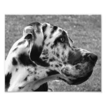 GREAT DANE PHOTO