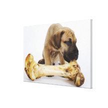 Great Dane puppy with bone in studio Stretched Canvas Print