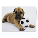 Great Dane puppy with toy soccer ball Greeting Cards