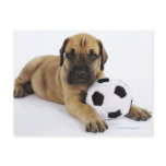Great Dane puppy with toy soccer ball Postcards