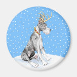 Great Dane Reindeer Christmas Merle Magnet