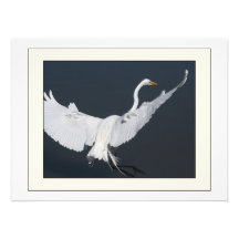 Great Egret Bird Photography Print