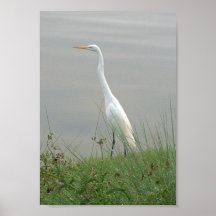Great Egret by a Lake Posters