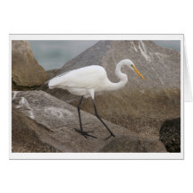Great Egret Card