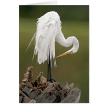 Great Egret Card