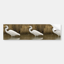 Great egret catches fish bumper sticker