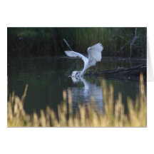 Great Egret Fishing Greeting Card