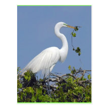 Great Egret, Florida postcard