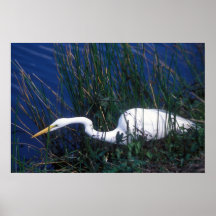Great Egret hunting Poster