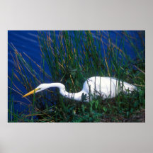 Great Egret Hunting Print