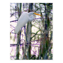 GREAT EGRET POSTCARD
