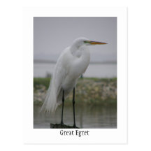 Great Egret Postcards