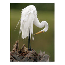 Great Egret Postcards