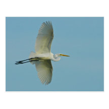 Great Egret Postcards