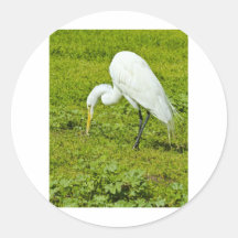 Great Egret Sticker