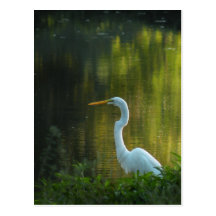 Great Egret Sunset Postcard