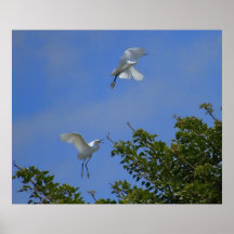 Great Egrets Print