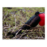 Great frigate bird, Genovesa Island, Galapagos Isl Postcards