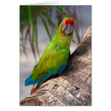 Great green macaw on a tree cards