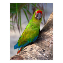 Great green macaw on a tree postcard