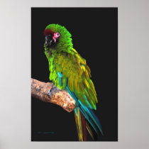 Great Green Macaw Posters