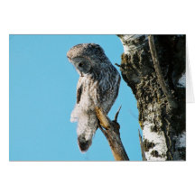 Great Grey Owl 2 In Tree Card