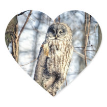 Great Grey Owl - Creamy Brown Watcher