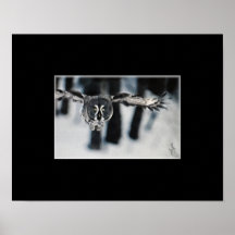 Great Grey Owl in flight art on canvas print