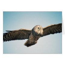 Great Grey Owl In Flight Card