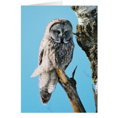 Great Grey Owl in Tree 3 Card by purpletiger