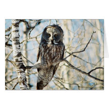 Great Grey Owl in Tree Cards