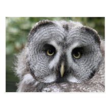 Great Grey Owl Post Card