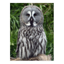 Great Grey Owl Post Card