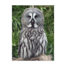 Great Grey Owl Post Card