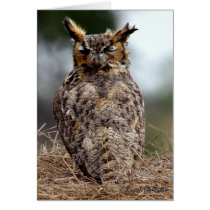Great Horned Owl - 2 - 9 - 08 Greeting Cards