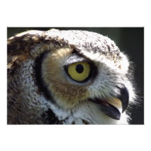 Great Horned Owl Announcements