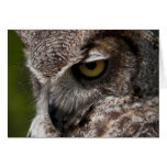 Great Horned Owl (Bubo virginianus) notecard