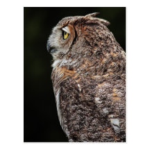 Great Horned Owl (Bubo virginianus) postcard