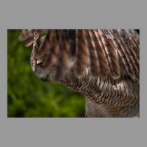 Great Horned Owl (Bubo virginianus) poster posters
