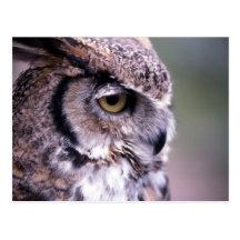 Great Horned Owl - Customized Postcards