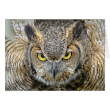 Great Horned Owl Following Eyes Card