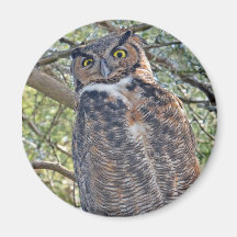 Great Horned Owl Magnet