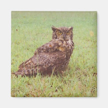 Great Horned Owl Magnets
