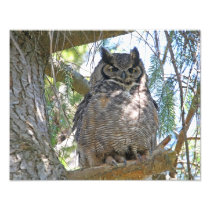 Great Horned Owl Photo Art