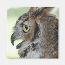 Great Horned Owl Portrait Magnets