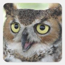 Great Horned Owl Portrait Square Stickers