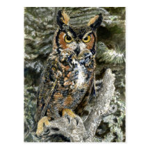 Great Horned Owl Post Card