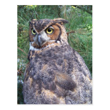 Great Horned Owl Post Cards
