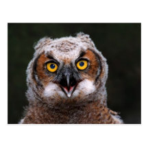 Great Horned Owl Post Cards