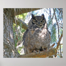 Great Horned Owl Posters